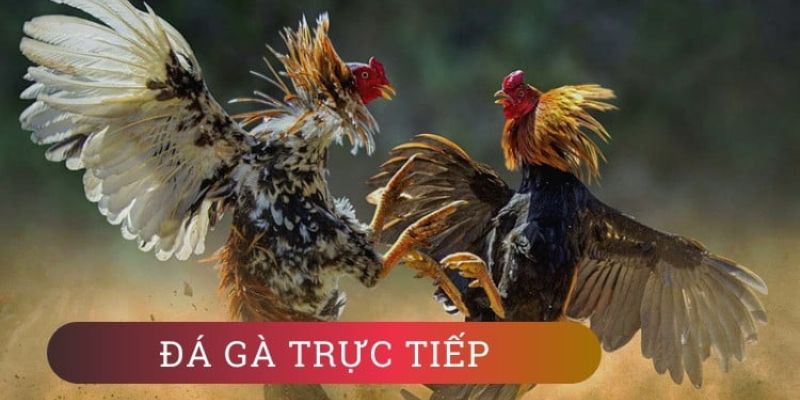 Bạn có thể xem đá gà trực tiếp được tổ chức hàng ngày tại nhà cái